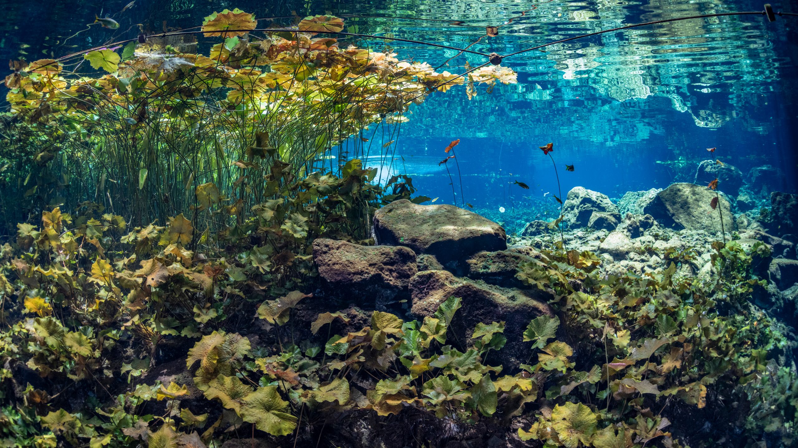 Unterwasser in einer Cenote