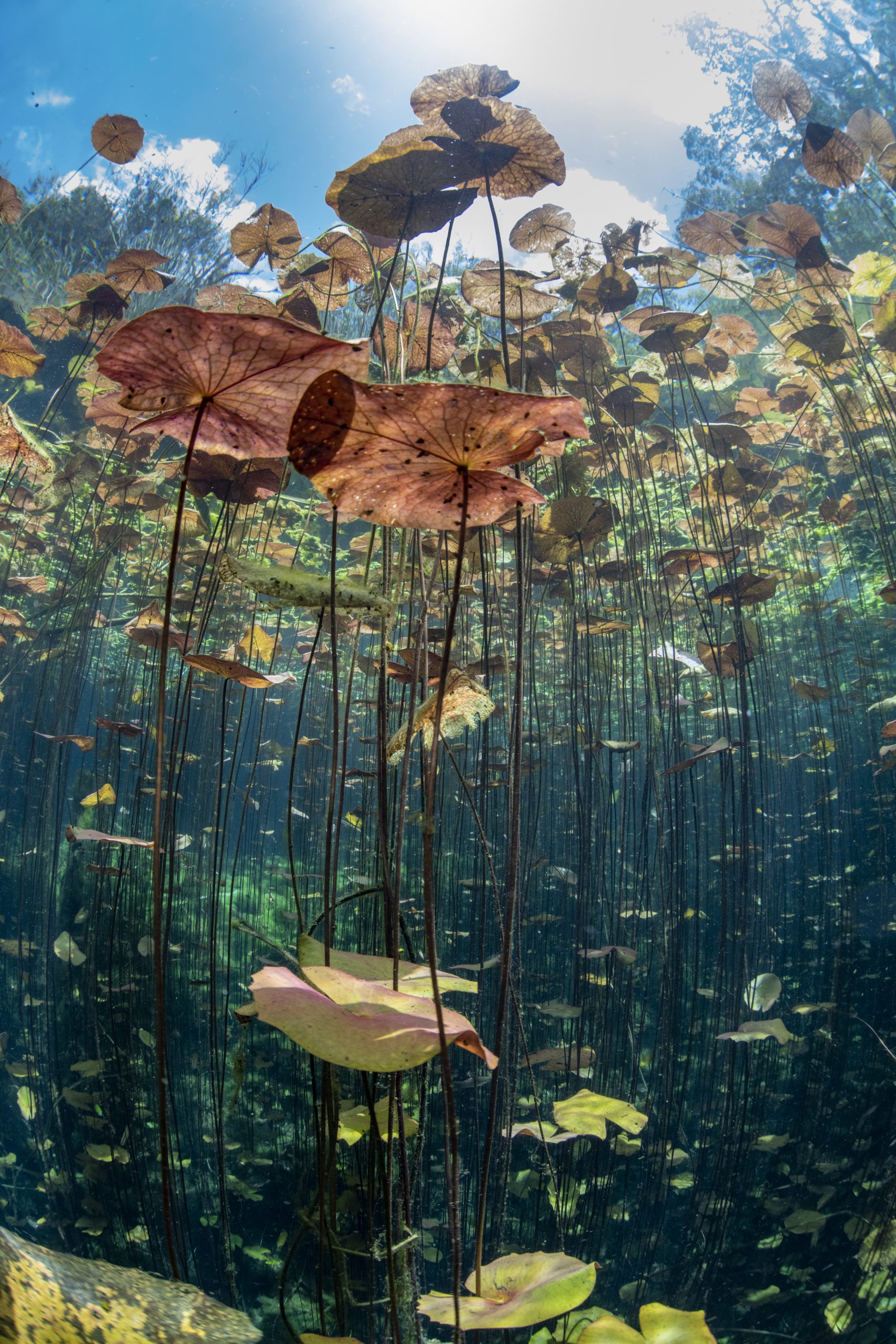 Tauchen auf der Yucatan Halbinsel