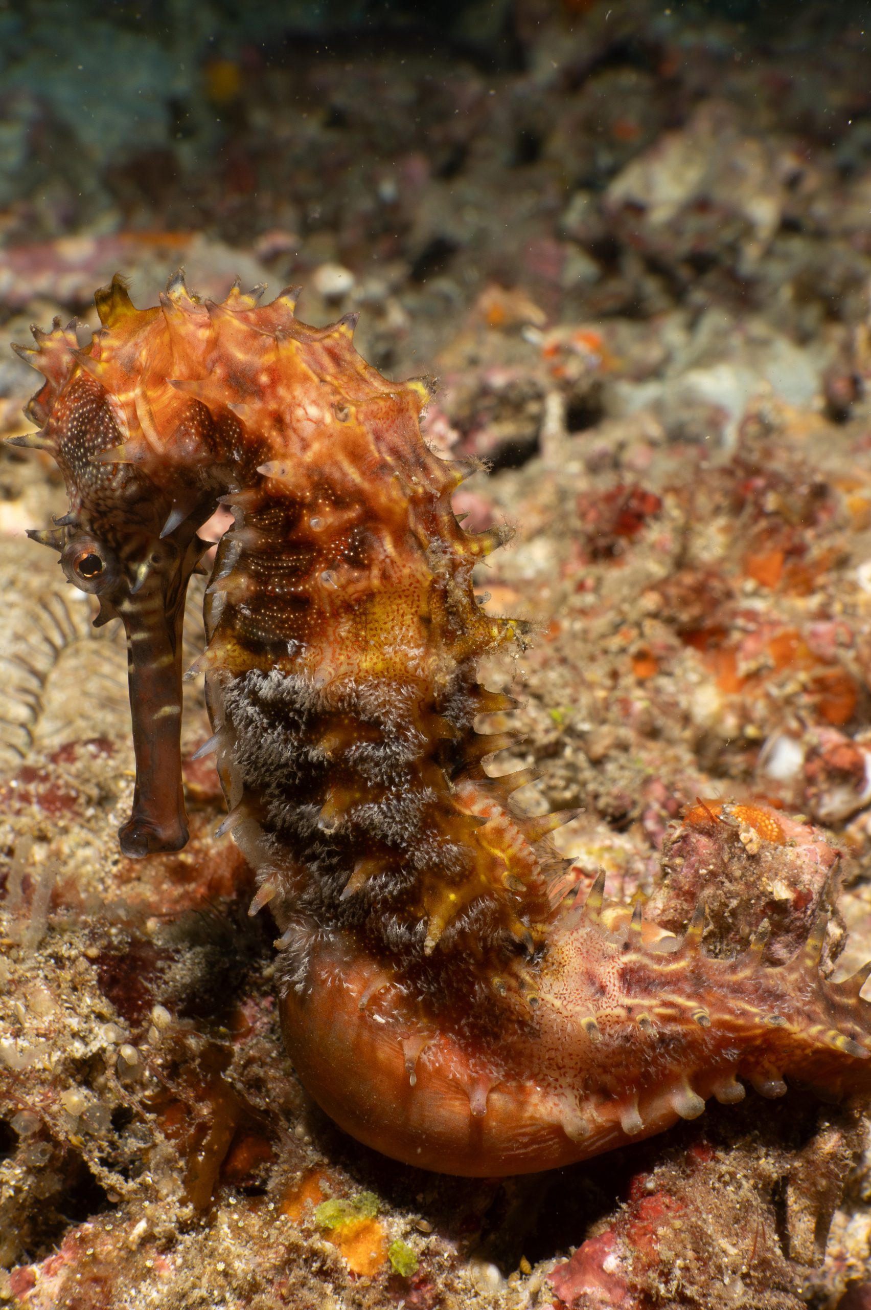 Unterwasseraufnahme eines Seepferdchen auf Bali