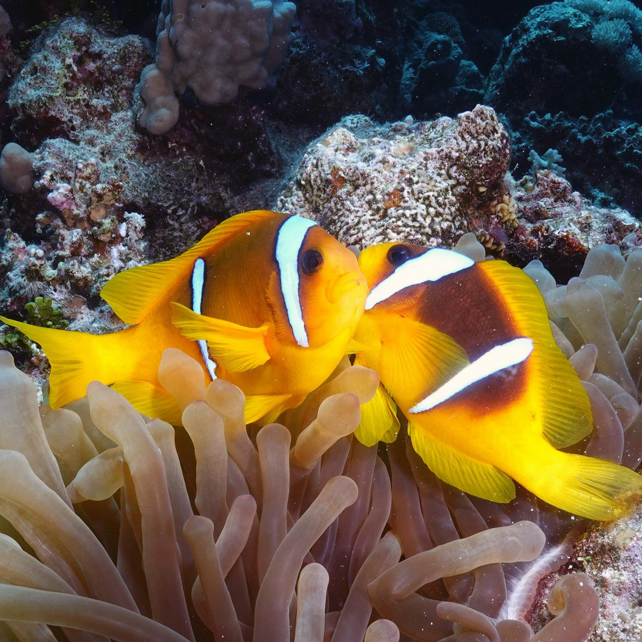 Zwei Anemonenfische im roten Meer