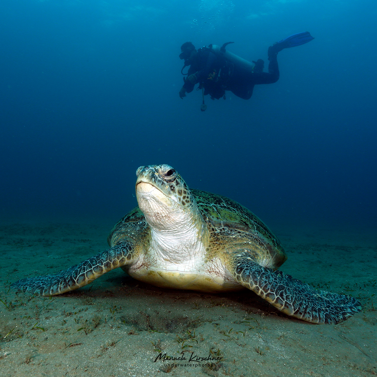 Große Meeresschildkröte mit Taucher im Hintergrund