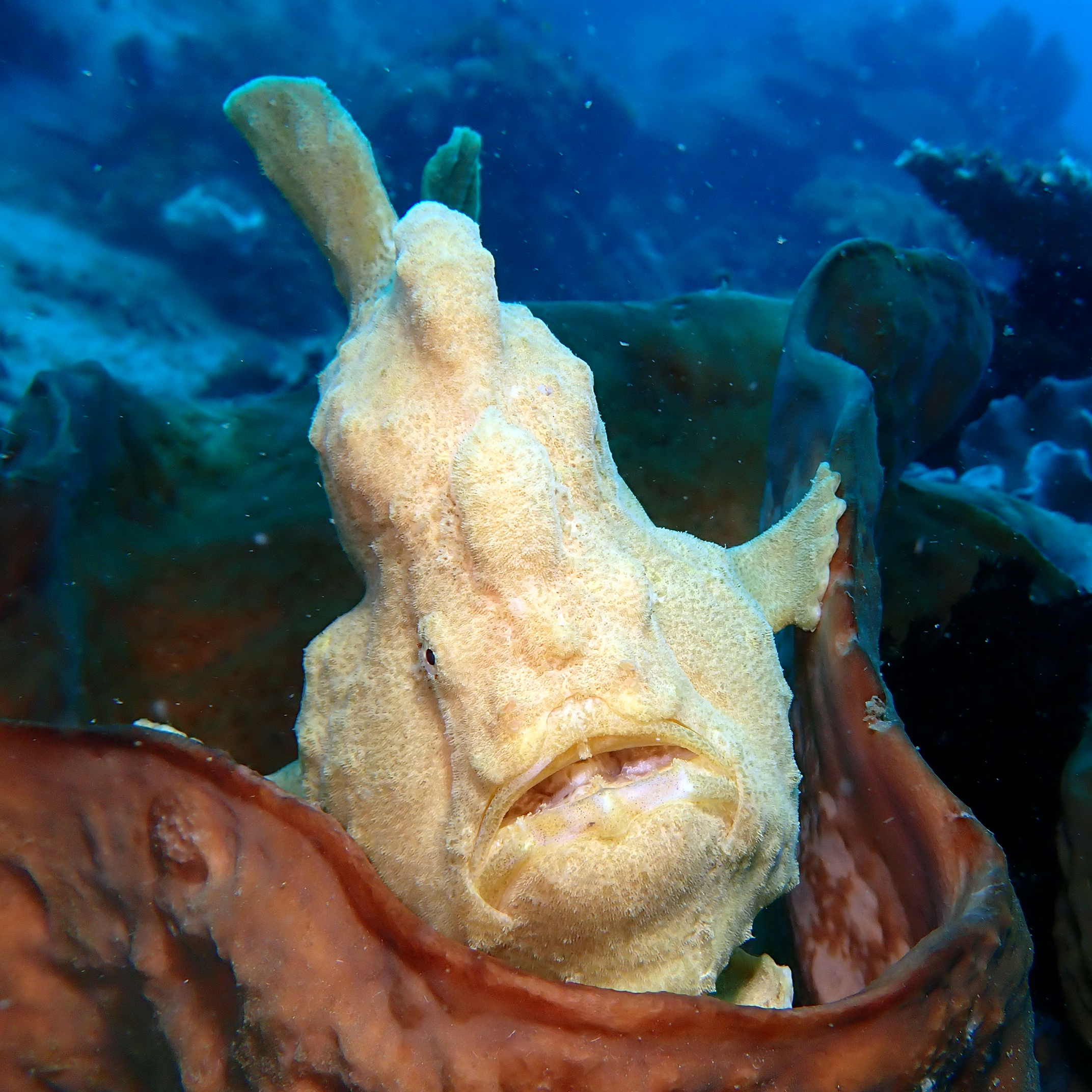 Unterwasseraufnahme in Süd-Sulawesi