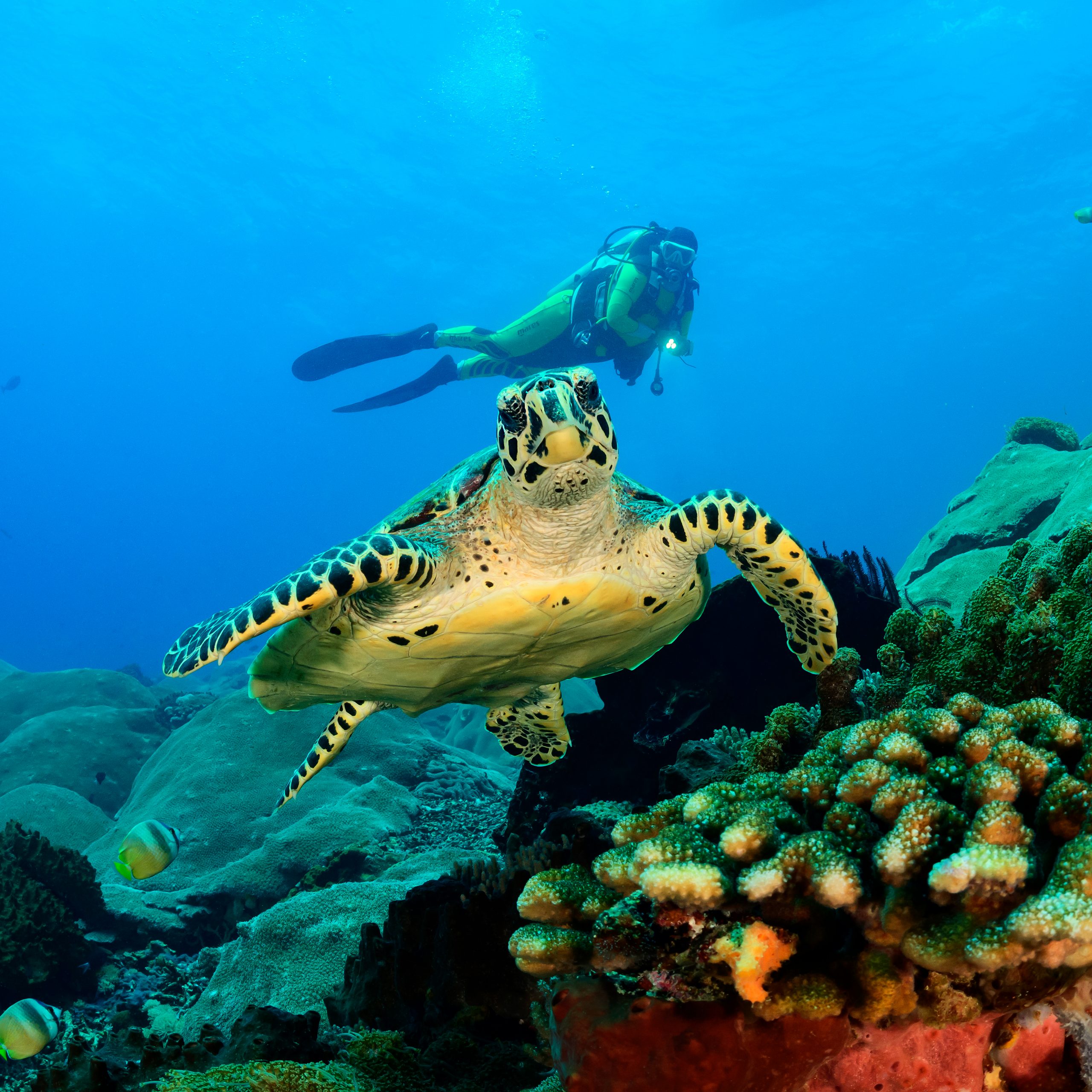 Echte Karettschildkröte Echte Karettschildkröte mit Taucher im Hintergrund
