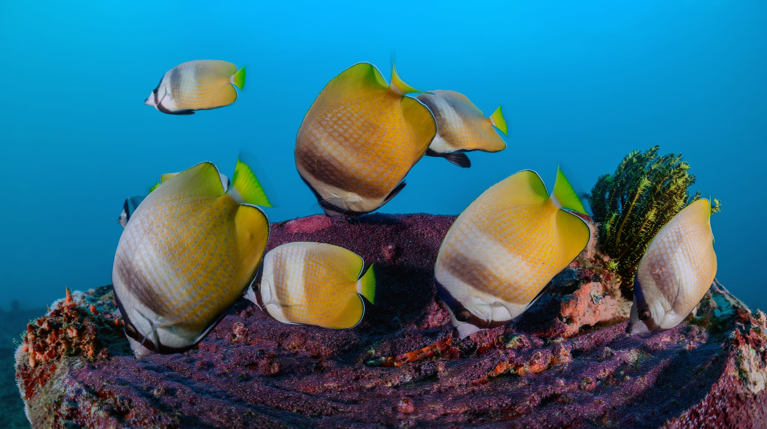 Falterfische fressen Barscheier Falterfische fressen Barscheier