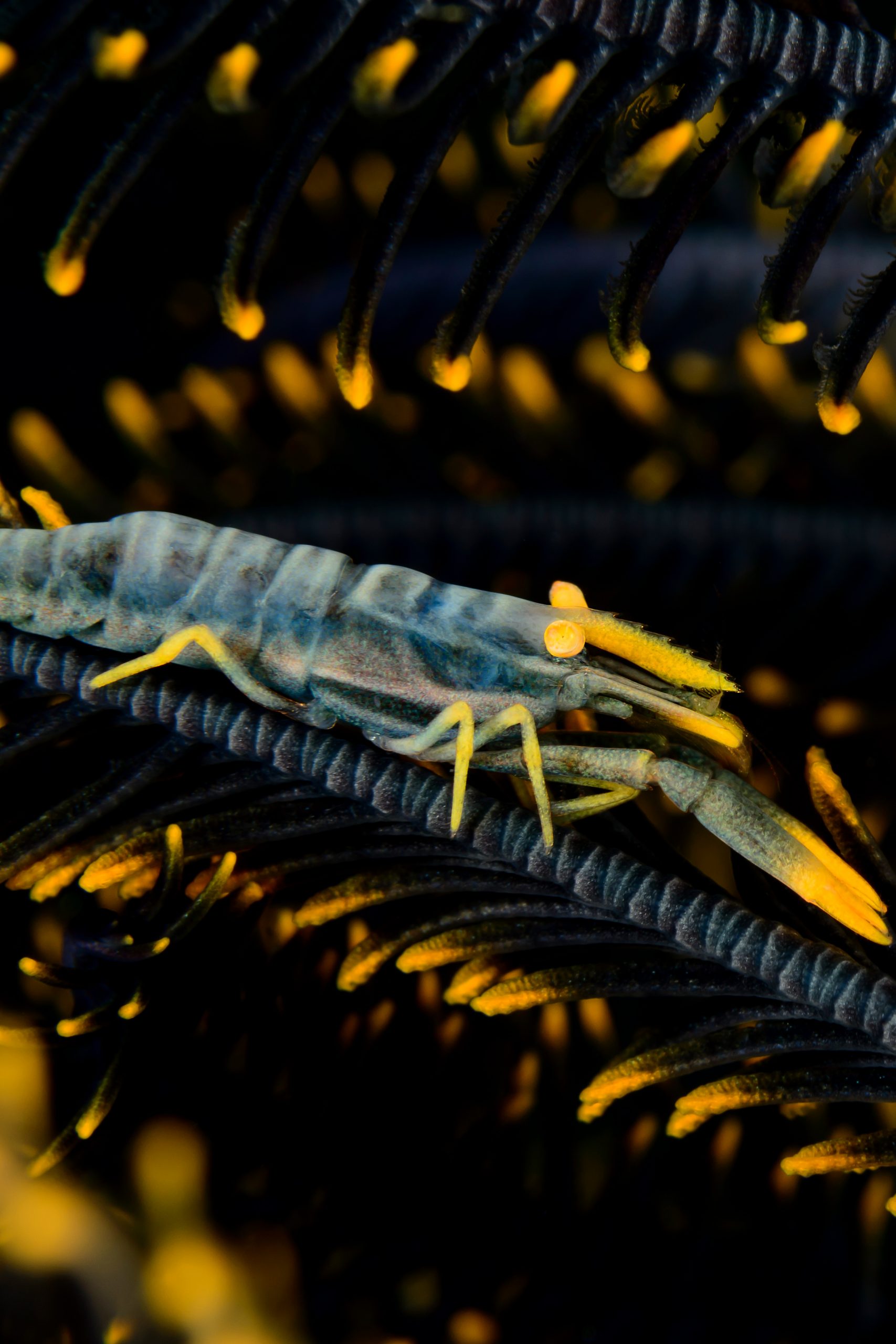 Haarsterngarnele Haarsterngarnele