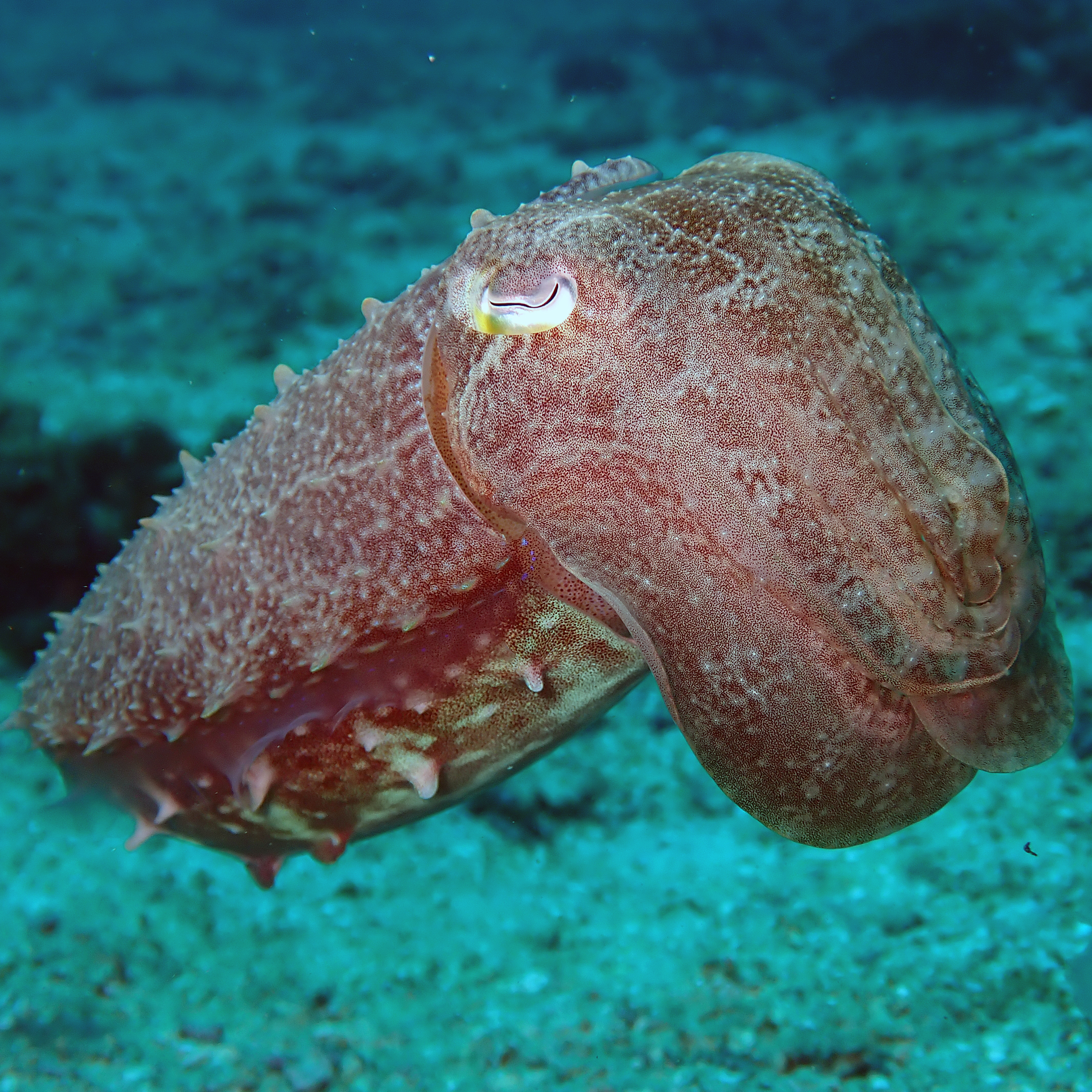 Unterwasseraufnahme auf Bira