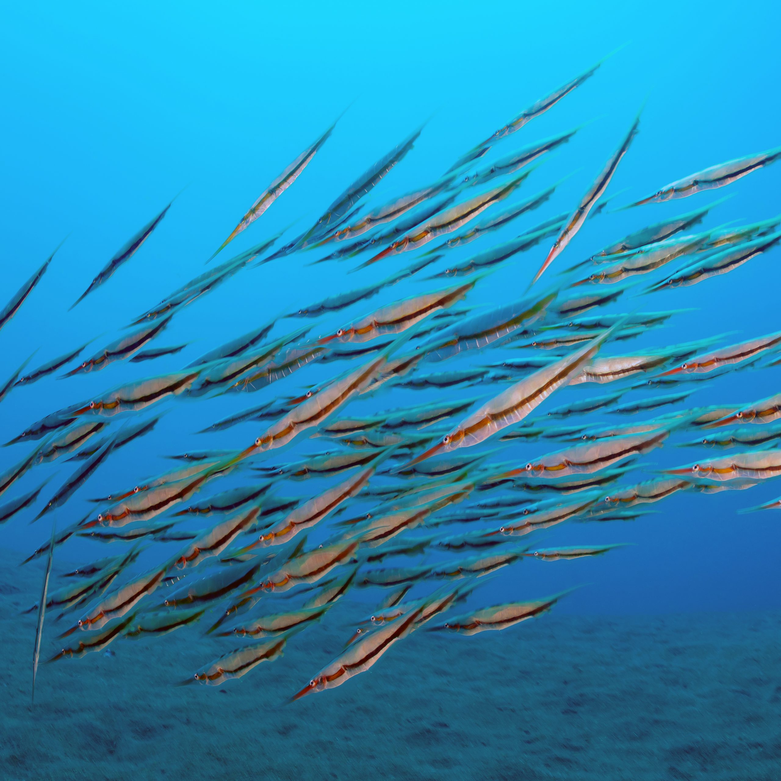 Schnepfenmesserfische Schnepfenmesserfische im Schwarm
