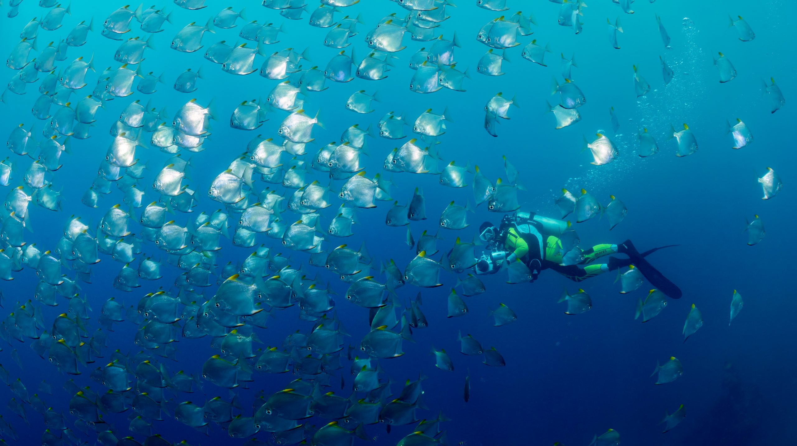 Schule von Silberflossenblatt Schule von Silberflossenblatt mit Taucher