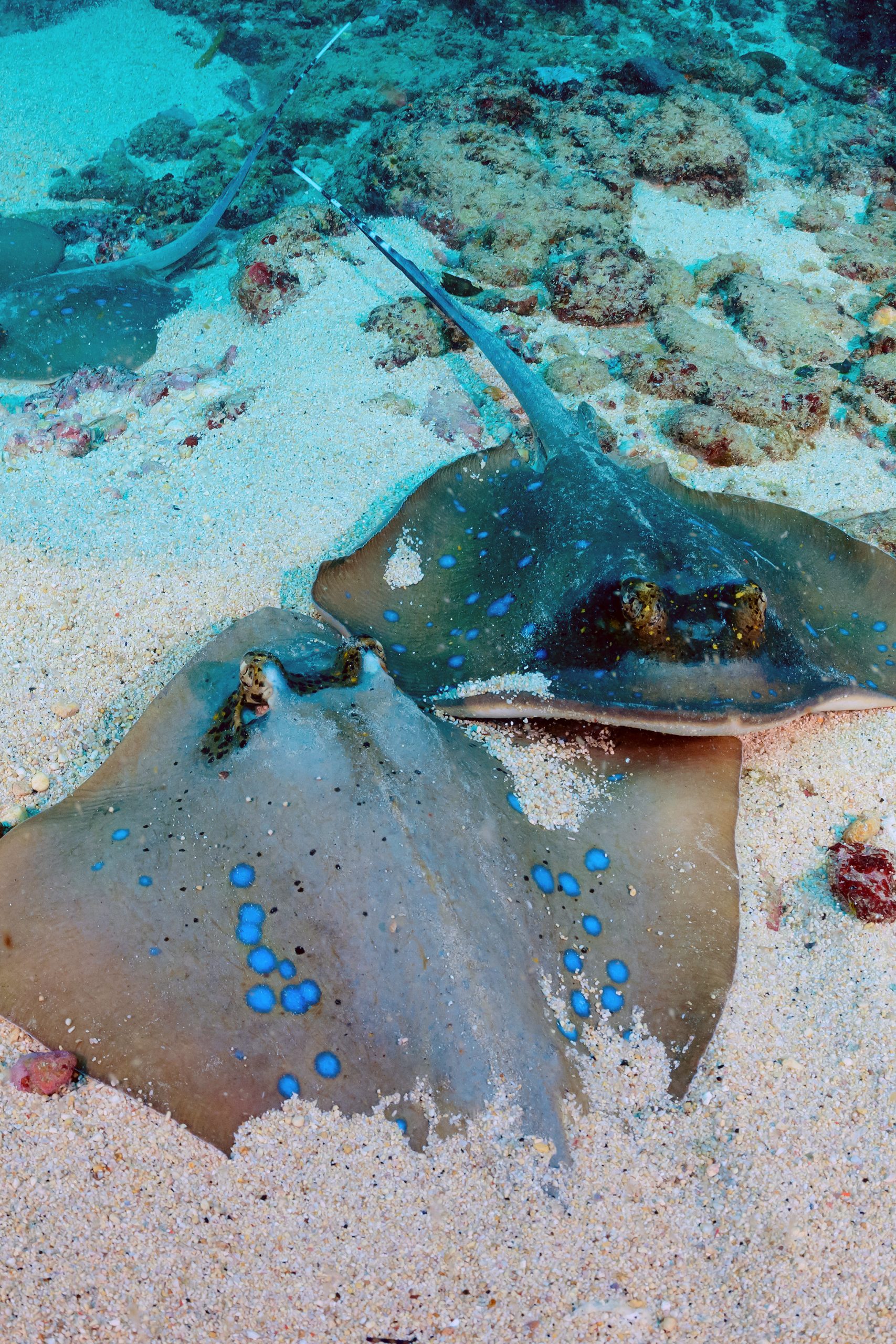 Stechrochen Zwei Stechrochen im Sand am Meeresgrund