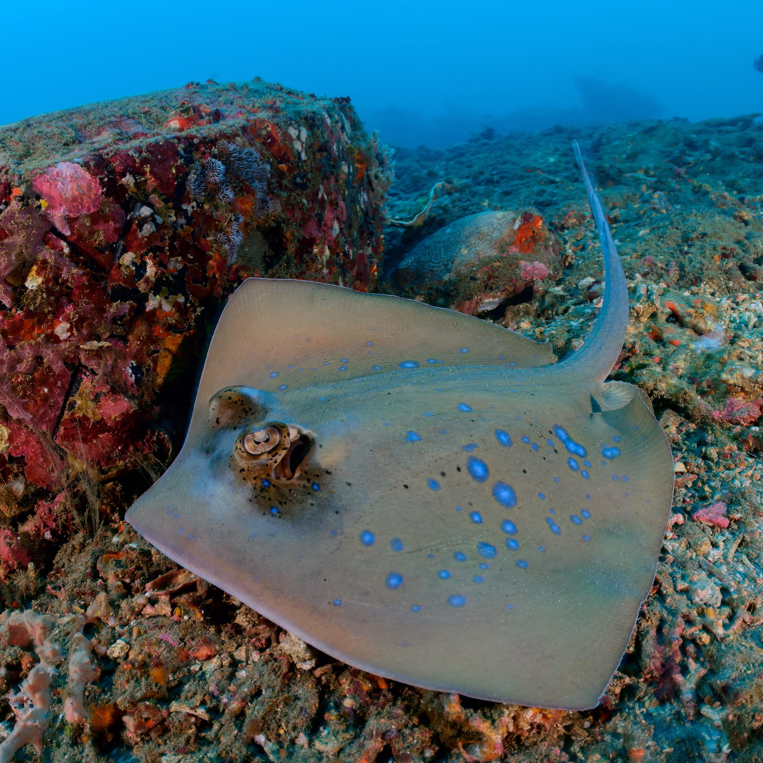 Stechrochen Stechrochen