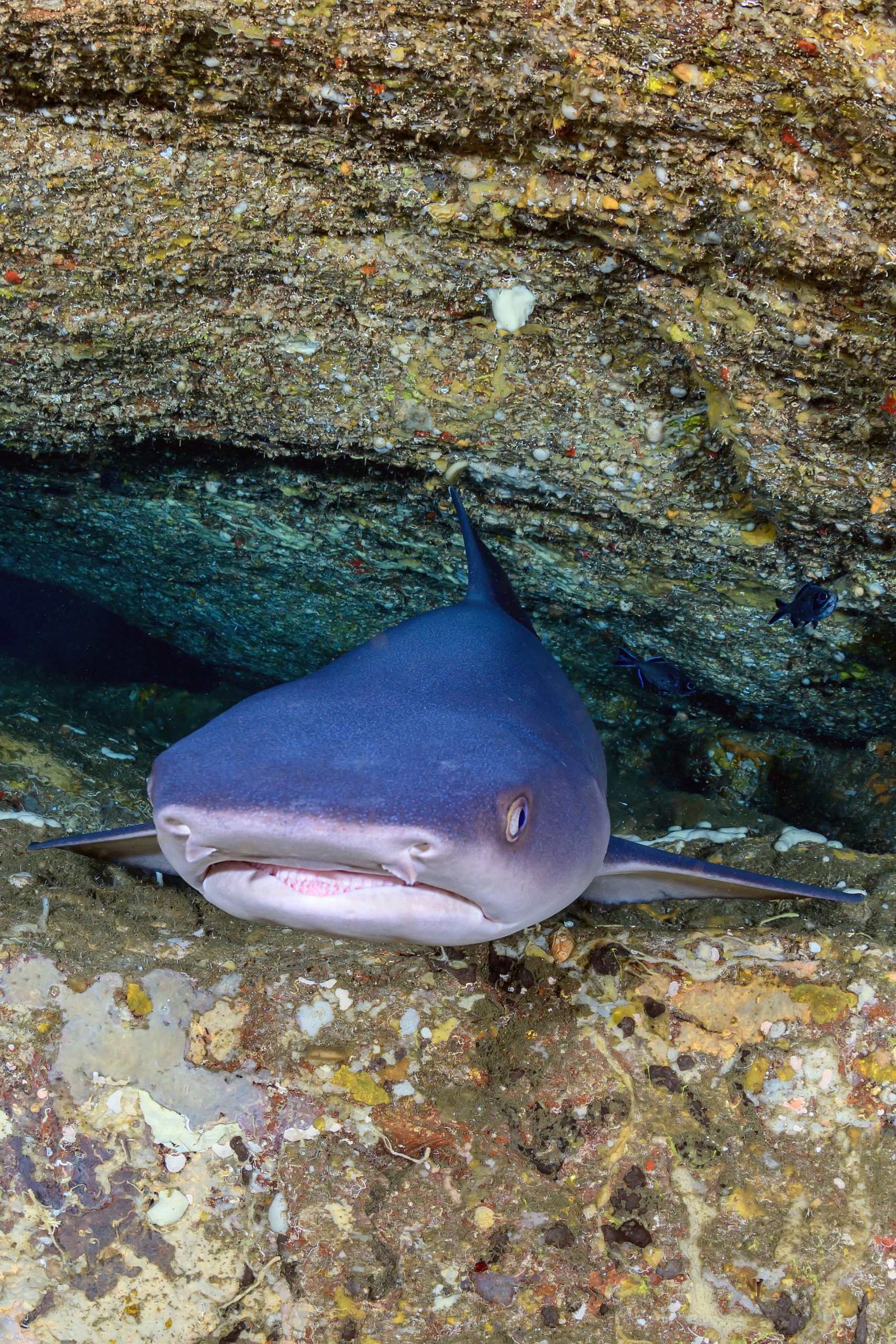 Weißspitzen-Riffhai-1 Ein Weißspitzen Riffhai in einer Höhle