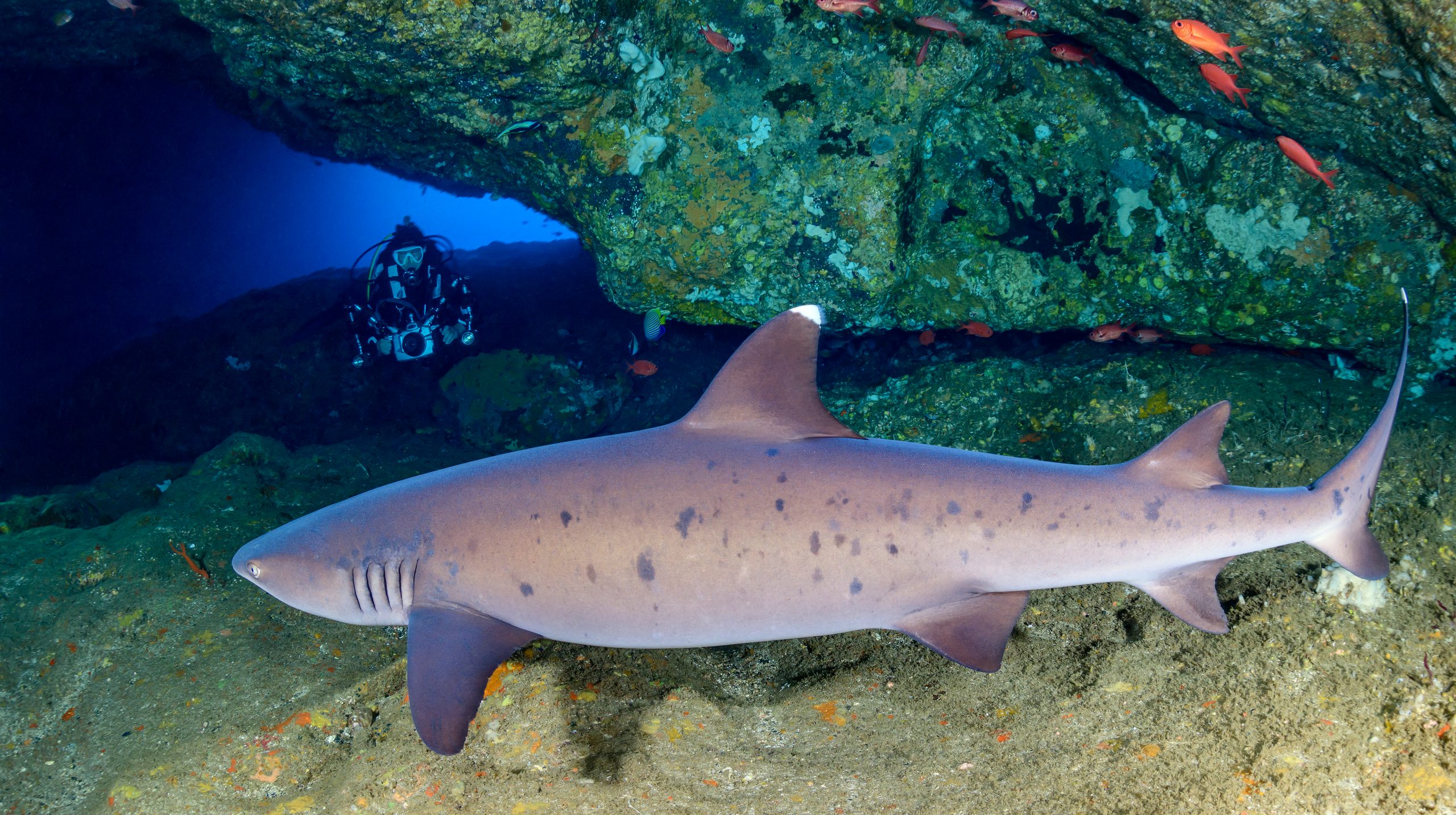 Weißspitzen-Riffhai Taucher im Hintergrund fotografiert Weißspitzen-Riffhai