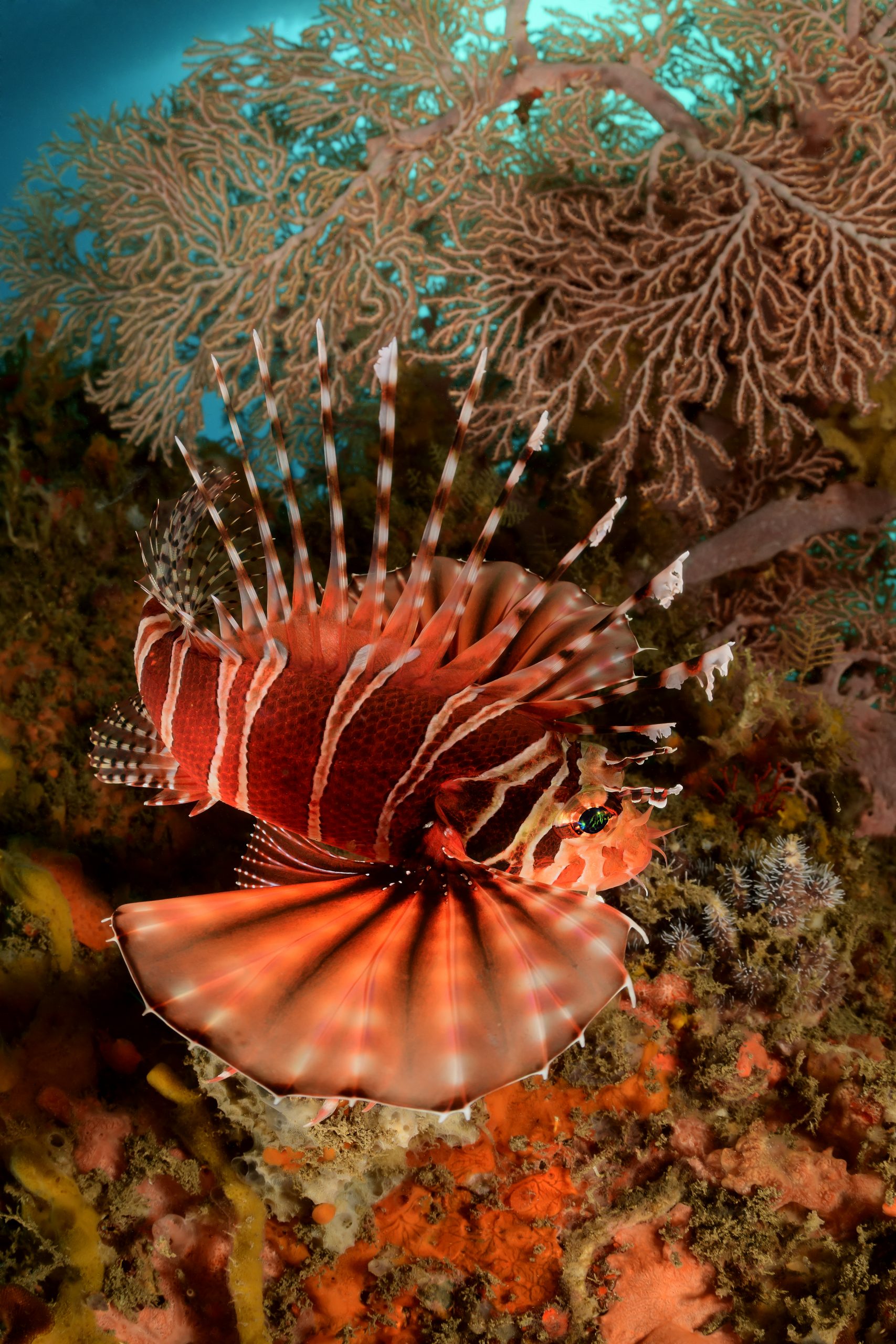 Zebra Zwergfeuerfisch Zebra Zwergfeuerfisch vor einer Koralle